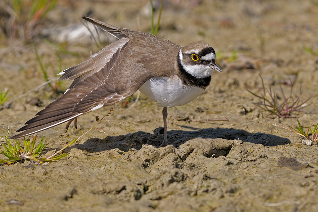 Corriere piccolo (Charadrius dubius)